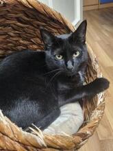 MILO, Katze, Europäisch Kurzhaar in Stockstadt - Bild 2