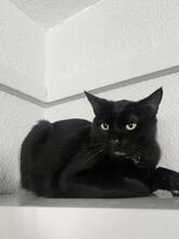 MILO, Katze, Europäisch Kurzhaar in Stockstadt - Bild 3