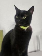 MILO, Katze, Europäisch Kurzhaar in Stockstadt - Bild 4