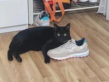 MILO, Katze, Europäisch Kurzhaar in Stockstadt - Bild 5