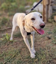 COOPER, Hund, Mischlingshund in Rumänien - Bild 2