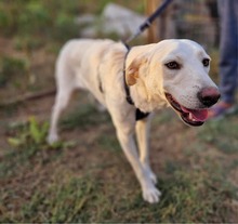 COOPER, Hund, Mischlingshund in Rumänien - Bild 3