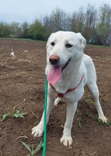 COOPER, Hund, Mischlingshund in Rumänien - Bild 5