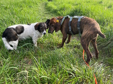 TIMO, Hund, Mischlingshund in Kerpen - Bild 15