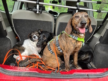 TIMO, Hund, Mischlingshund in Kerpen - Bild 16