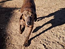 TIMO, Hund, Mischlingshund in Kerpen - Bild 19