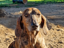 TIMO, Hund, Mischlingshund in Kerpen - Bild 21