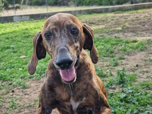 TIMO, Hund, Mischlingshund in Kerpen - Bild 23