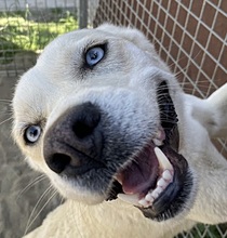 LUISA, Hund, Siberian Husky-Mix in Süderbrarup - Bild 1