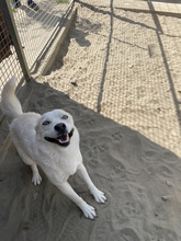 LUISA, Hund, Siberian Husky-Mix in Süderbrarup - Bild 2