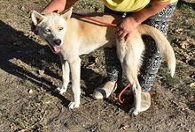 LUISA, Hund, Siberian Husky-Mix in Süderbrarup - Bild 4