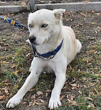 LUISA, Hund, Siberian Husky-Mix in Süderbrarup - Bild 5