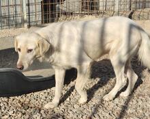 RINALDO, Hund, Mischlingshund in Italien - Bild 19