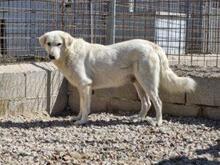 RINALDO, Hund, Mischlingshund in Italien - Bild 2