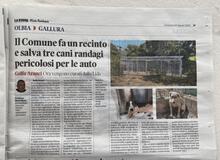 RINALDO, Hund, Mischlingshund in Italien - Bild 22