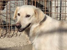 RINALDO, Hund, Mischlingshund in Italien - Bild 23