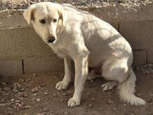 RINALDO, Hund, Mischlingshund in Italien - Bild 24