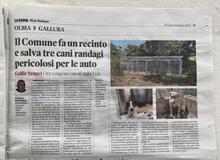 RINALDO, Hund, Mischlingshund in Italien - Bild 25