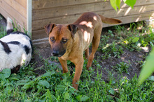 MANEO, Hund, Mischlingshund in Kroatien