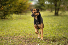 MARIE, Hund, Mischlingshund in Kroatien - Bild 2