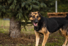 MARIE, Hund, Mischlingshund in Kroatien - Bild 3