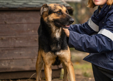 MARIE, Hund, Mischlingshund in Kroatien - Bild 4