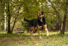 MARIE, Hund, Mischlingshund in Kroatien - Bild 5