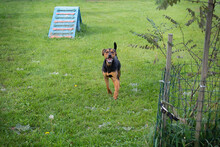 RICO, Hund, Mischlingshund in Kroatien - Bild 5