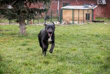 PELLE, Hund, Mischlingshund in Kroatien - Bild 3