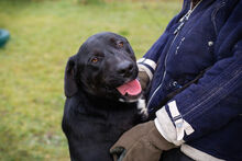 PELLE, Hund, Mischlingshund in Kroatien - Bild 4