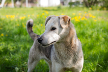 ROOKIE, Hund, Mischlingshund in Kroatien - Bild 1