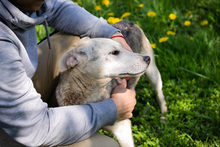 ROOKIE, Hund, Mischlingshund in Kroatien - Bild 4