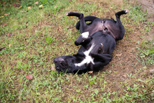 RAJAH, Hund, Mischlingshund in Kroatien - Bild 2