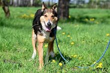 CHRIS, Hund, Collie in Bad Wünnenberg - Bild 12