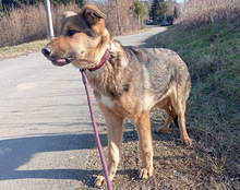 LUI, Hund, Mischlingshund in Kroatien - Bild 10