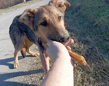 LUI, Hund, Mischlingshund in Kroatien - Bild 12