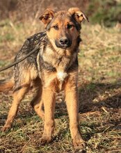 LUI, Hund, Mischlingshund in Kroatien - Bild 13