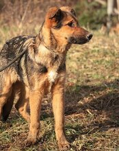 LUI, Hund, Mischlingshund in Kroatien - Bild 14