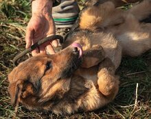 LUI, Hund, Mischlingshund in Kroatien - Bild 15