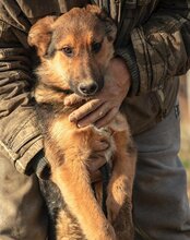 LUI, Hund, Mischlingshund in Kroatien - Bild 16