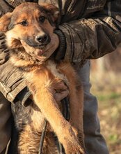 LUI, Hund, Mischlingshund in Kroatien - Bild 17