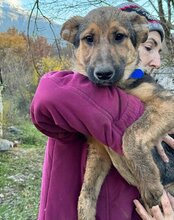 LUI, Hund, Mischlingshund in Kroatien - Bild 19