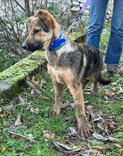 LUI, Hund, Mischlingshund in Kroatien - Bild 20