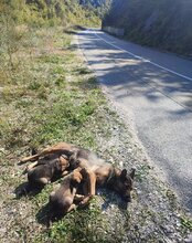 LUI, Hund, Mischlingshund in Kroatien - Bild 22