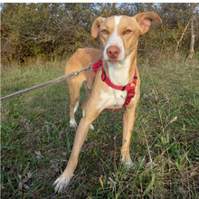 DINGO, Hund, Podenco-Mix in Spanien - Bild 1