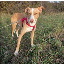 DINGO, Hund, Podenco-Mix in Spanien - Bild 2