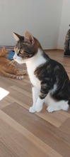 GABBY, Katze, Europäisch Kurzhaar in Rumänien