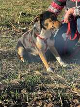 CHELSEA, Hund, Mischlingshund in Rumänien - Bild 2