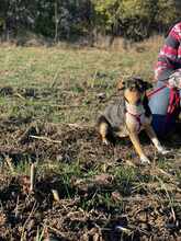 CHELSEA, Hund, Mischlingshund in Rumänien - Bild 3