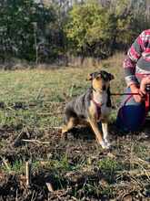 CHELSEA, Hund, Mischlingshund in Rumänien - Bild 4